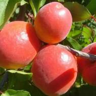 Саджанець абрикос Ерлі Блаш в контейнері